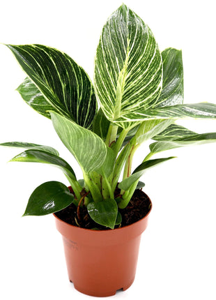 Philodendron Birkin | White wave | Birkin white wave 25-30cm