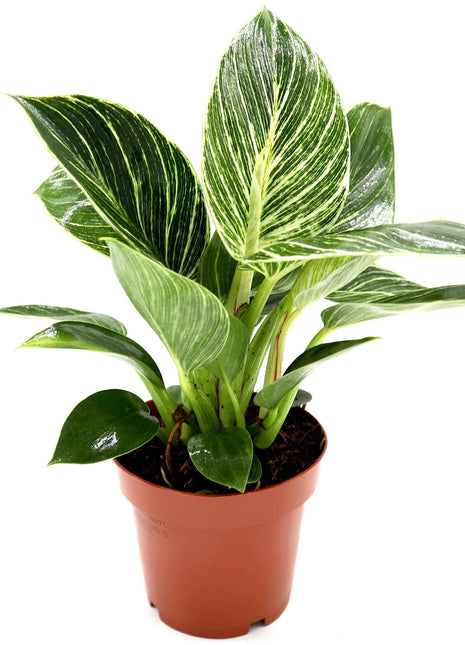 Philodendron Birkin | White wave | Birkin white wave 25-30cm