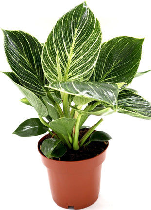 Philodendron Birkin | White wave | Birkin white wave 25-30cm