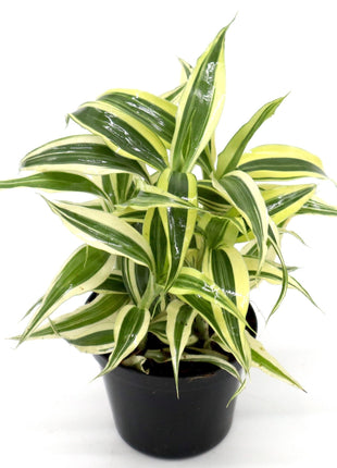 Dracaena Sanderiana Small in 9cm pot