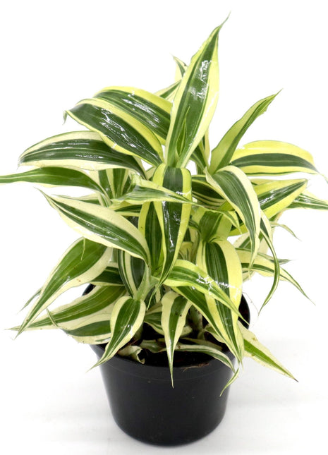 Dracaena Sanderiana Small in 9cm pot