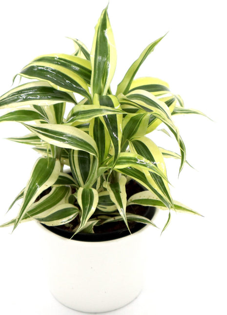 Dracaena Sanderiana Small in 9cm pot
