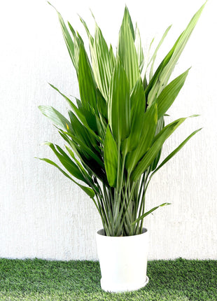 Aspiradas | Aspidistras Indoor Plant | Cast Iron Plant 0.8 &#8211; 1.0m