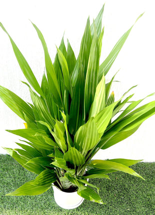 Aspiradas | Aspidistras Indoor Plant | Cast Iron Plant 0.8 &#8211; 1.0m