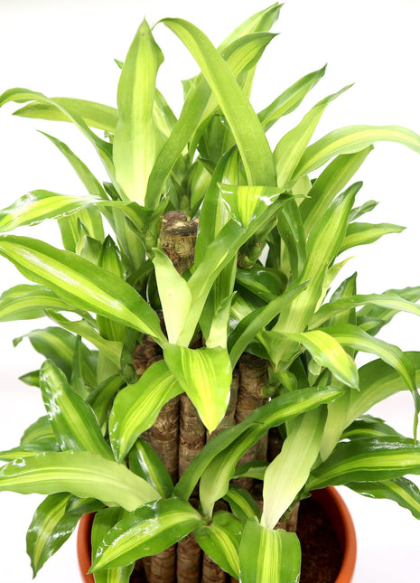 Dracaena fragrans  &#8220;Massangeana 3 steps&#8221; 40-50cm