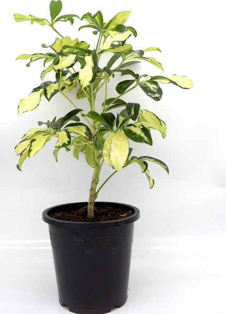 Schefflera Arboricola | Gold Capella | Dwarf Umbrella Tree 30-40cm