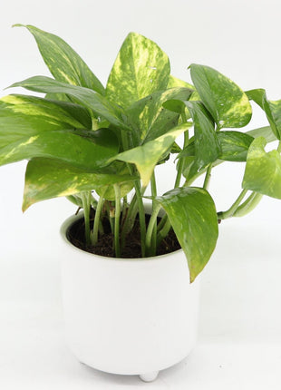 Money Plant Small &#8220;Epipremnum aureum&#8221;
