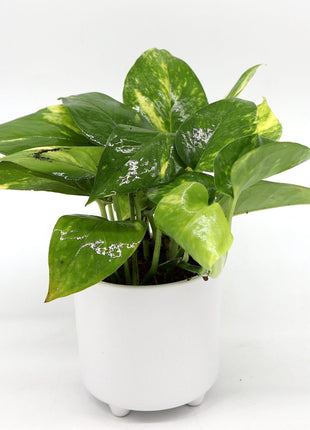Money Plant Small &#8220;Epipremnum aureum&#8221;