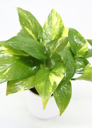 Money Plant Small &#8220;Epipremnum aureum&#8221;