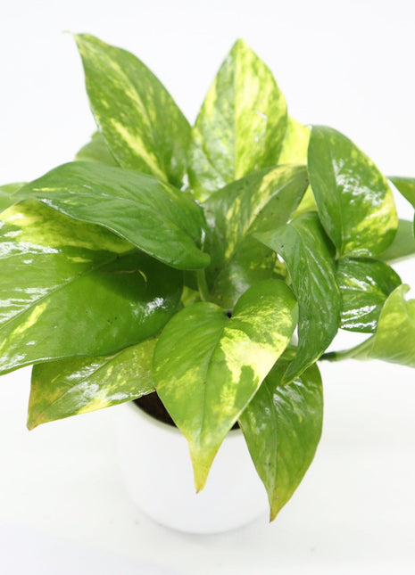 Money Plant Small &#8220;Epipremnum aureum&#8221;