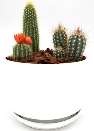 Mini Cactus Garden Lovers Gift in White Ceramic pot | Mini Succulent Oasis