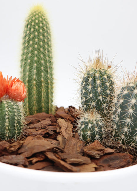Mini Cactus Garden Lovers Gift in White Ceramic pot | Mini Succulent Oasis