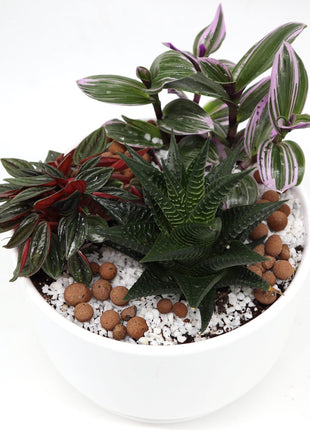 Mini Evergreen Garden | Lovers Gift | Nanouk, Peperomia &#038; Haworthia