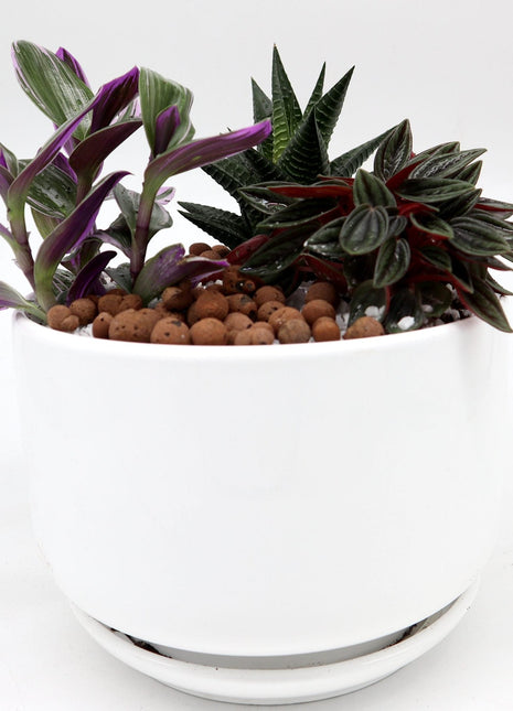 Mini Evergreen Garden | Lovers Gift | Nanouk, Peperomia &#038; Haworthia