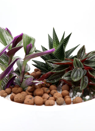 Mini Evergreen Garden | Lovers Gift | Nanouk, Peperomia &#038; Haworthia