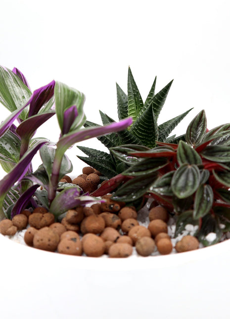 Mini Evergreen Garden | Lovers Gift | Nanouk, Peperomia &#038; Haworthia