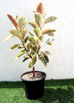 Ficus Elastica Tineke | Rubber Plant Variegated