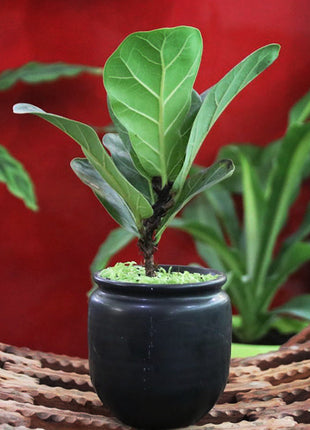 Ficus lyrata or Fiddle leaf Fig 15-20cm