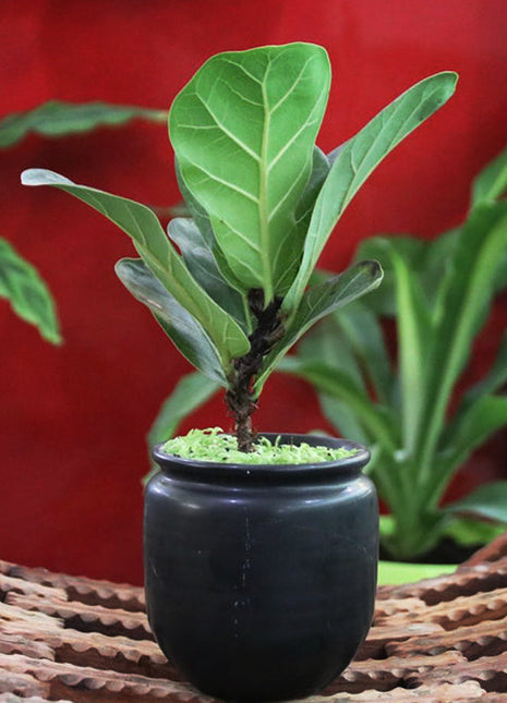Ficus lyrata or Fiddle leaf Fig 15-20cm