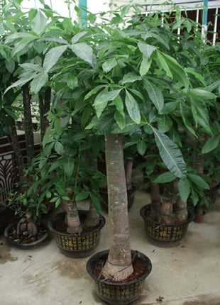 Pachira aquatica, Money Tree &#8220;120-150mm Trunk Dia&#8221;