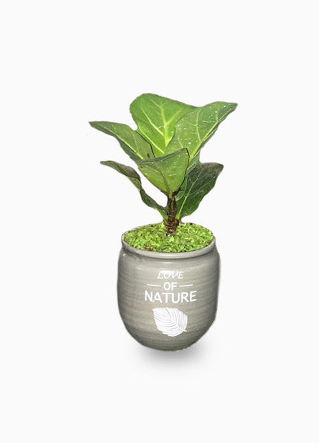 Ficus lyrata or Fiddle leaf Fig 15-20cm