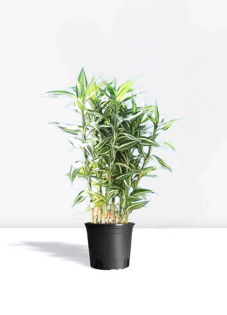 Dracaena Sanderiana