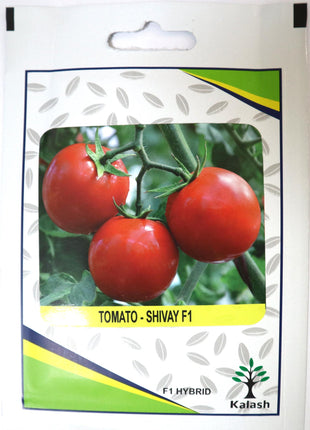 Tomato Shivay F1 Hybrid Premium Quality Seeds