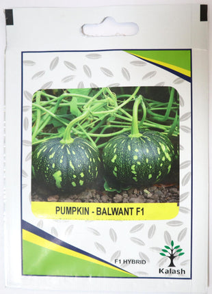 Pumpkin Balwant F1 Hybrid Premium Quality Seeds