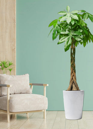 Pachira Aquatica, Money Tree &#8220;Twisted Trunk&#8221; 130 &#8211; 150cm  شجرة المال