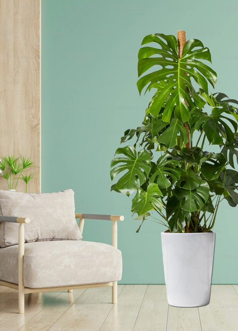 Monstera Deliciosa &#8220;The Hurricane or Swiss Cheese Plant&#8221; Holland