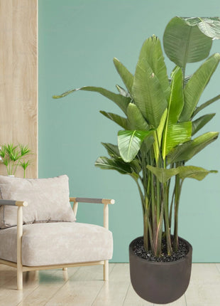Strelitzia Nicolai or Bird of Paradise طائر الجنة in Black Fiber Pot 1.2-1.5m