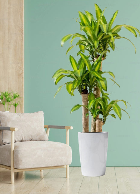 Dracaena Fragrans  &#8220;Massangeana&#8221;