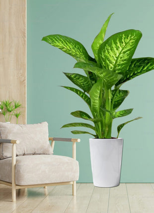 Dieffenbachia seguine Or Tropic Snow
