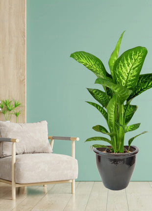 Dieffenbachia seguine Or Tropic Snow