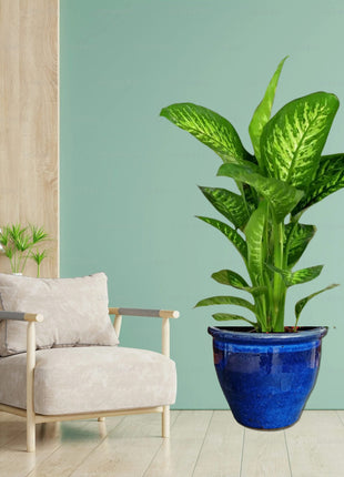 Dieffenbachia seguine Or Tropic Snow