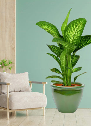 Dieffenbachia seguine Or Tropic Snow