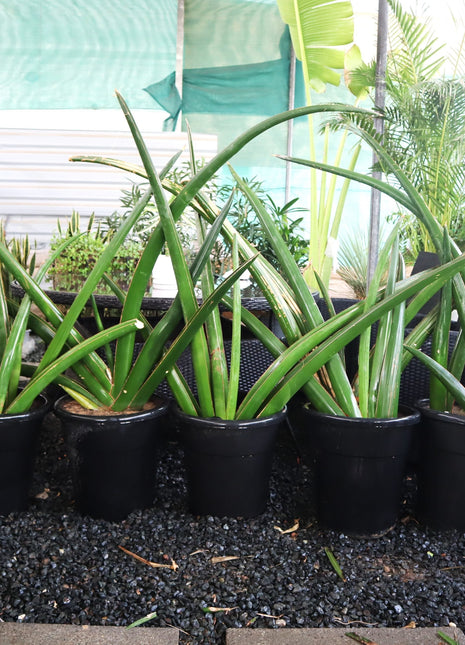 Dracaena angolensis (Sansevieria cylindrica)