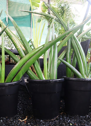 Dracaena angolensis (Sansevieria cylindrica)