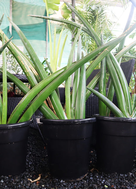 Dracaena angolensis (Sansevieria cylindrica)