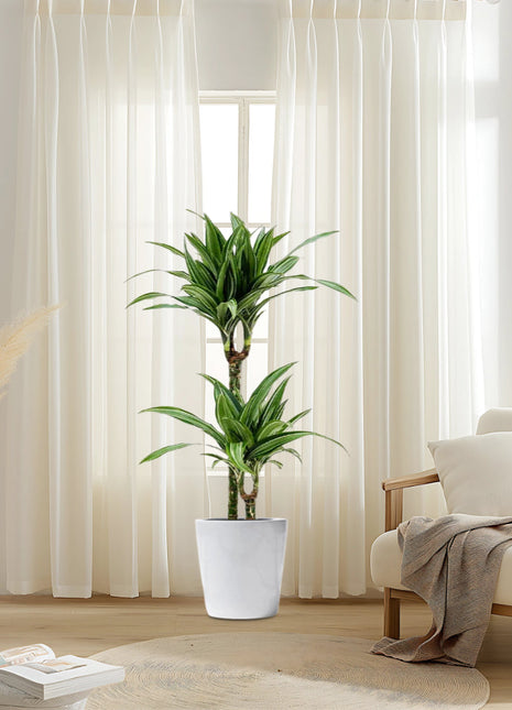 Dracaena fragrans deremensis &#8220;Ulises&#8221;