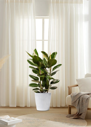 Ficus Elastica &#8220;Abidjan&#8221; or Rubber Plant (Holland)  80 &#8211; 100cm
