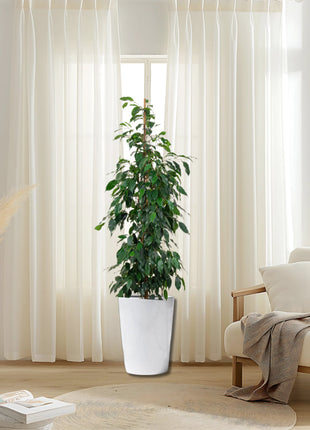Ficus Benjamina &#8216;Danielle&#8217; Holland