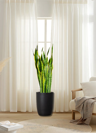 Sansevieria Trifasciata &#8216;Laurentii&#8217; or Snake Plant