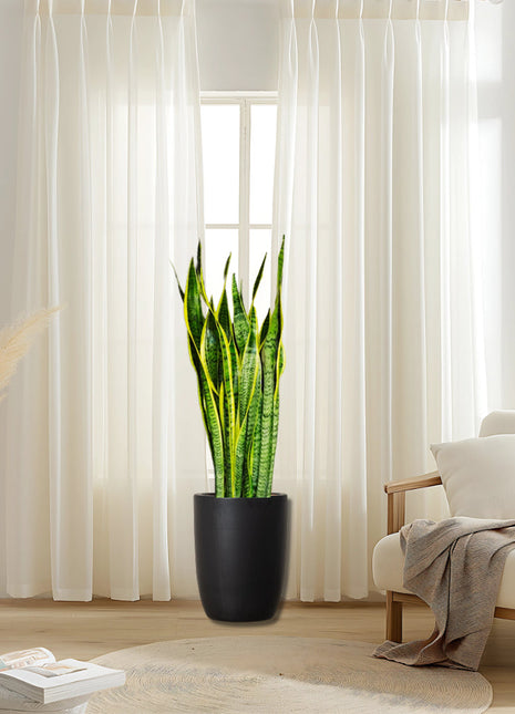 Sansevieria Trifasciata &#8216;Laurentii&#8217; or Snake Plant