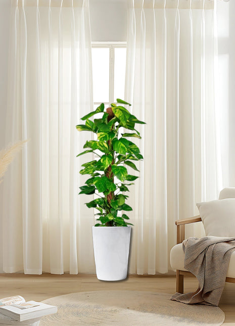 Epipremnum aureum or Money Plant كرمة المال