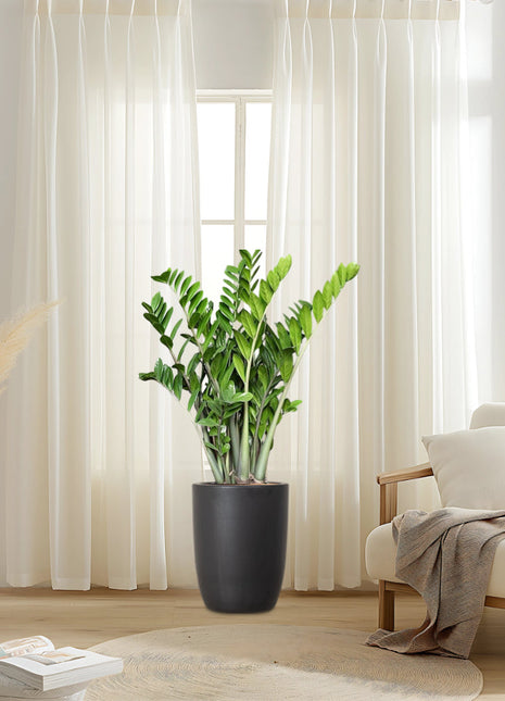 Zamioculcas Zamiifolia, Zanzibar Gem or ZZ Plant in Black Ceramic Pot 80-100cm
