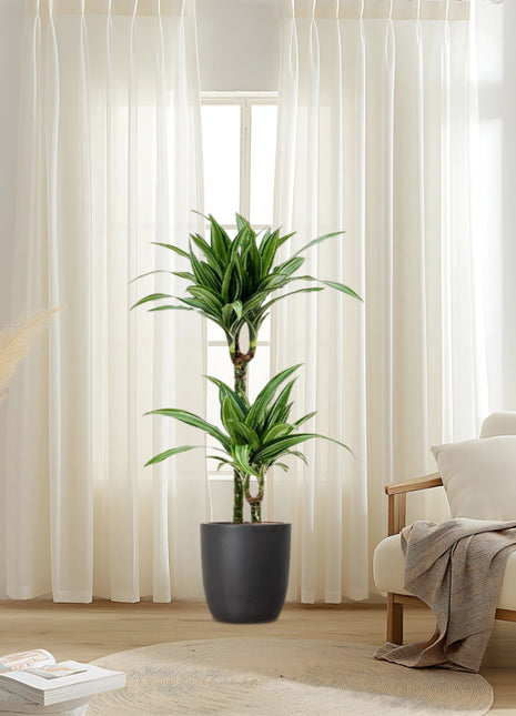 Dracaena fragrans deremensis &#8220;Ulises&#8221;