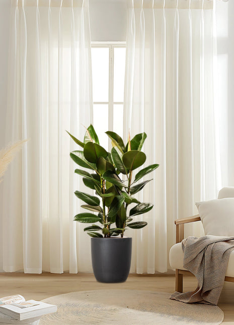 Ficus Elastica &#8220;Abidjan&#8221; or Rubber Plant (Holland)  80 &#8211; 100cm