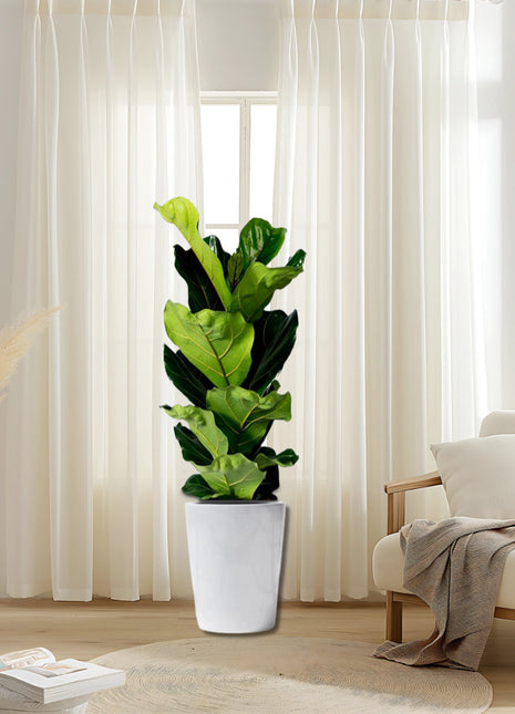 Ficus Lyrata or Fiddle Leaf Fig
