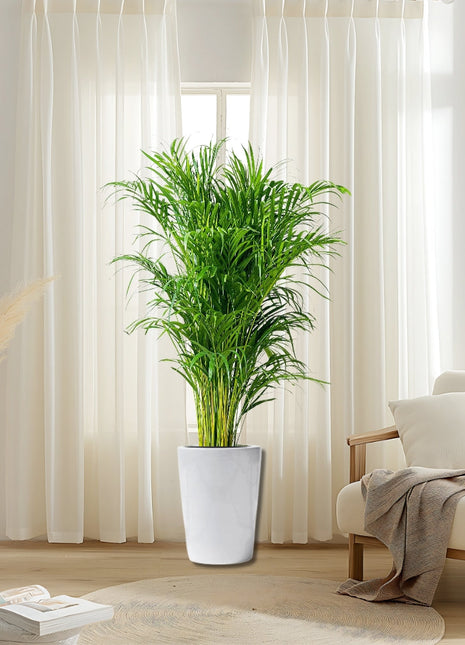 Areca Palm Holland or Chrysalidocarpus Lutescens